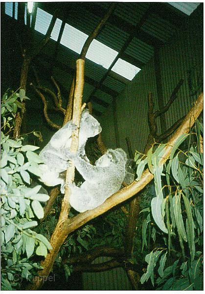Australien 1998 D0810_s.jpg